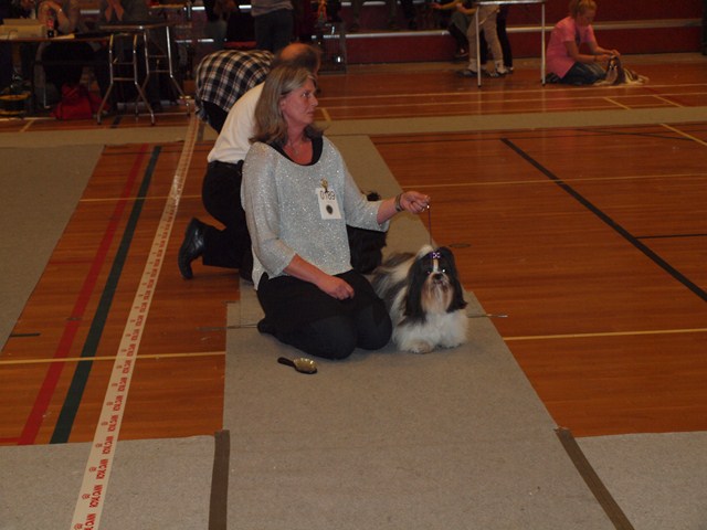 Shih Tzu Danmark
